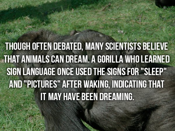 wtf facts - grass - Though Often Debated, Many Scientists Believe That Animals Can Dream. A Gorilla Who Learned Sign Language Once Used The Signs For Sleep" And "Pictures" After Waking, Indicating That It May Have Been Dreaming.