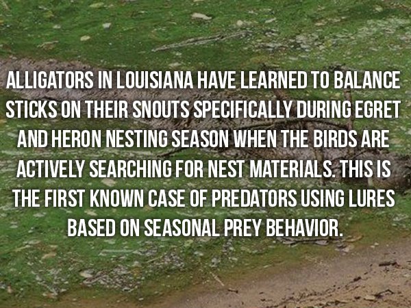 wtf facts - grass - Alligators In Louisiana Have Learned To Balance Sticks On Their Snouts Specifically During Egret And Heron Nesting Season When The Birds Are Actively Searching For Nest Materials. This Is The First Known Case Of Predators Using Lures B