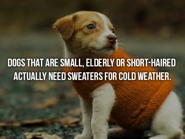 wtf facts - fall dogs - Dogs That Are Small, Elderly Or ShortHaired Actually Need Sweaters For Cold Weather.