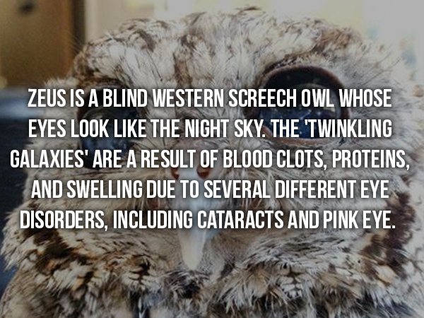 wtf facts - Zeus Is A Blind Western Screech Owl Whose Eyes Look The Night Sky. The Twinkling Galaxies' Are A Result Of Blood Clots, Proteins, And Swelling Due To Several Different Eye Disorders, Including Cataracts And Pink Eye.