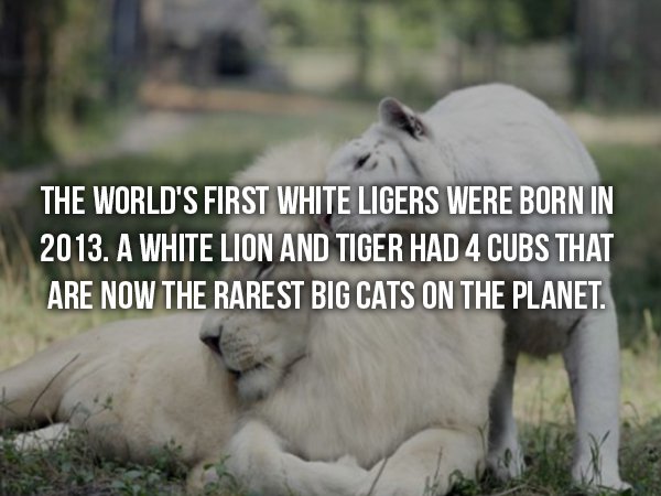 wtf facts - white lion white tiger babies - The World'S First White Ligers Were Born In 2013. A White Lion And Tiger Had 4 Cubs That Are Now The Rarest Big Cats On The Planet.