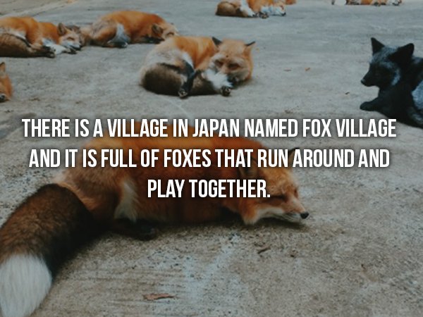 wtf facts - japan fox - There Is A Village In Japan Named Fox Village And It Is Full Of Foxes That Run Around And Play Together.