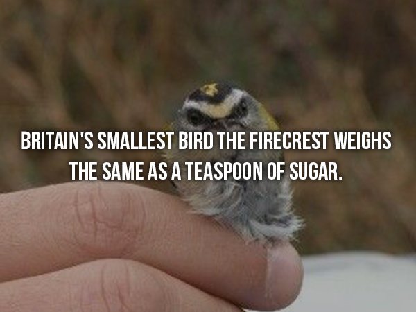 wtf facts - birds cute fluffy - Britain'S Smallest Bird The Firecrest Weighs The Same As A Teaspoon Of Sugar.