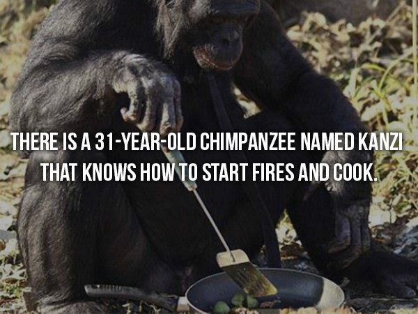 wtf facts - chimp cooking - There Is A 31YearOld Chimpanzee Named Kanzi That Knows How To Start Fires And Cook.