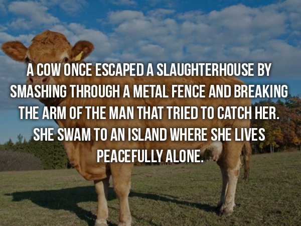 wtf facts - A Cow Once Escaped A Slaughterhouse By Smashing Through A Metal Fence And Breaking The Arm Of The Man That Tried To Catch Her. She Swam To An Island Where She Lives Peacefully Alone.