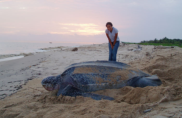 huge leatherback sea turtle