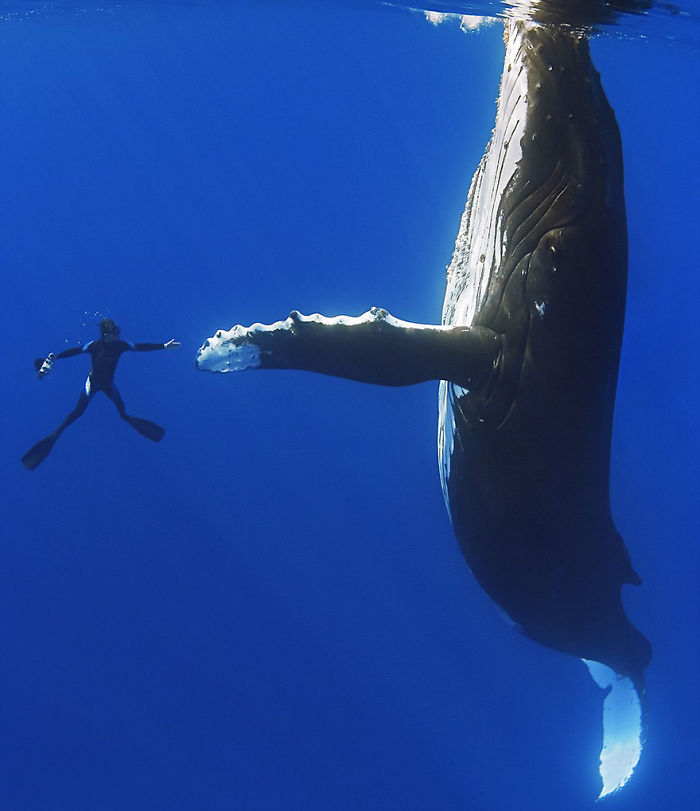 whale diver