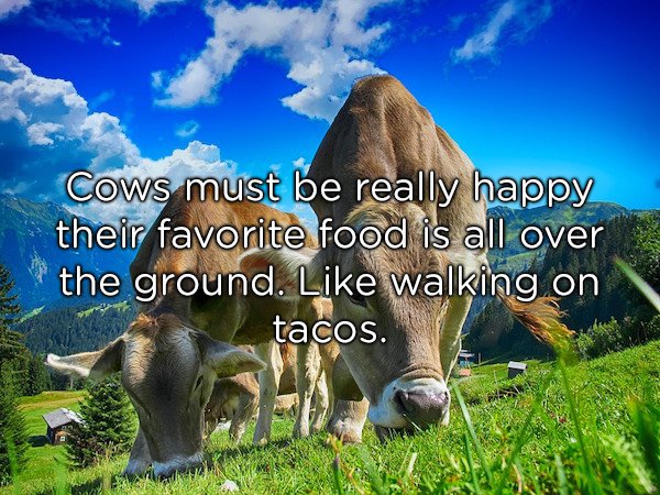 cattle - Cows must be really happy their favorite food is all over the ground. walking on tacos.