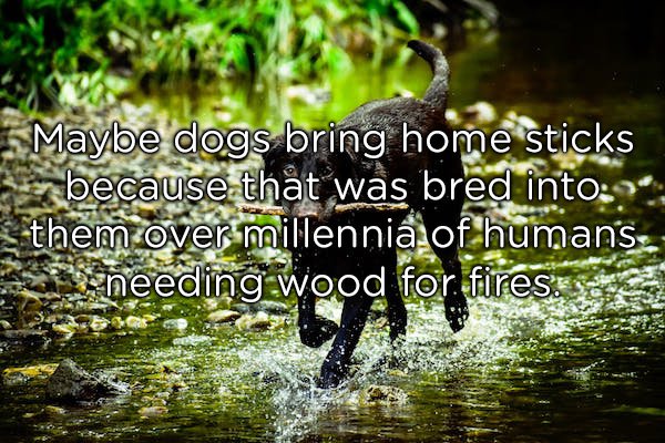 Dog - . Maybe dogs bring home sticks because that was bred into9 them over millennia of humans. en sneeding wood for fires.