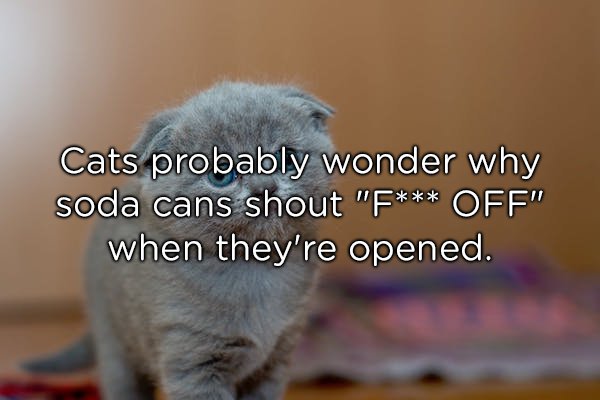 photo caption - Cats probably wonder why soda cans shout "F Off" when they're opened.