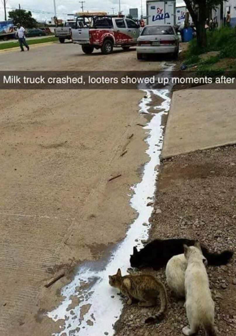 beginning of zombie apocalypse - A Milk truck crashed, looters showed up moments after
