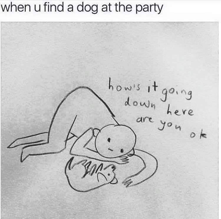 find the dog at the party - when u find a dog at the party how's it going down here are you ok