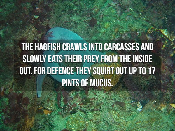 The Hagfish Crawls Into Carcasses And Slowly Eats Their Prey From The Inside Out. For Defence They Squirt Out Up To 17 Pints Of Mucus.