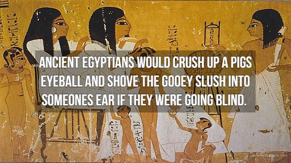 ancient egyptian - Die S . Ancient Egyptians Would Crush Up A Pigs Eyeball And Shove The Gooey Slush Into Someones Ear If They Were Going Blind. Tubes
