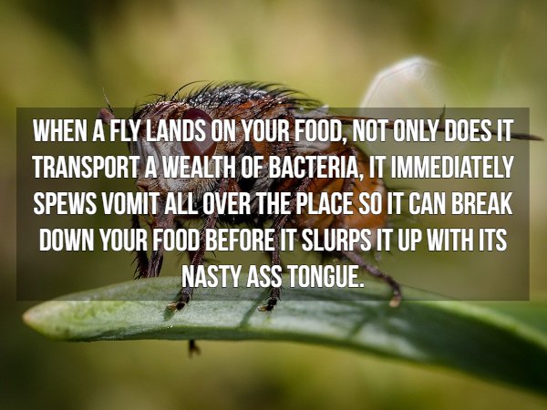 league of their own quotes - When A Fly Lands On Your Food, Not Only Does It Transport A Wealth Of Bacteria, It Immediately Spews Vomit All Over The Place So It Can Break Down Your Food Before It Slurps It Up With Its Nasty Ass Tongue.