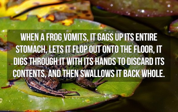 Frog - When A Frog Vomits, It Gags Up Its Entire Stomach, Lets It Flop Out Onto The Floor, It Digs Through It With Its Hands To Discard Its Contents, And Then Swallows It Back Whole.