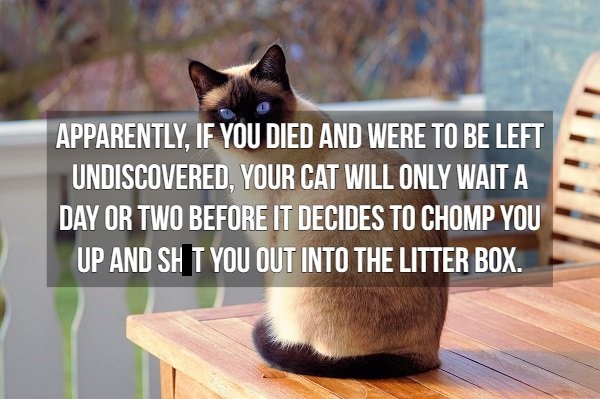 american cat - Apparently, If You Died And Were To Be Left Undiscovered, Your Cat Will Only Wait A Day Or Two Before It Decides To Chomp You Up And Sh T You Out Into The Litter Box.