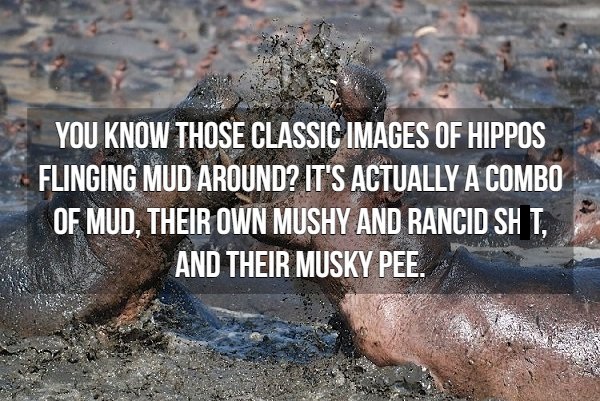 water resources - You Know Those Classic Images Of Hippos Flinging Mud Around? It'S Actually A Combo Of Mud, Their Own Mushy And Rancid Sht, And Their Musky Pee.