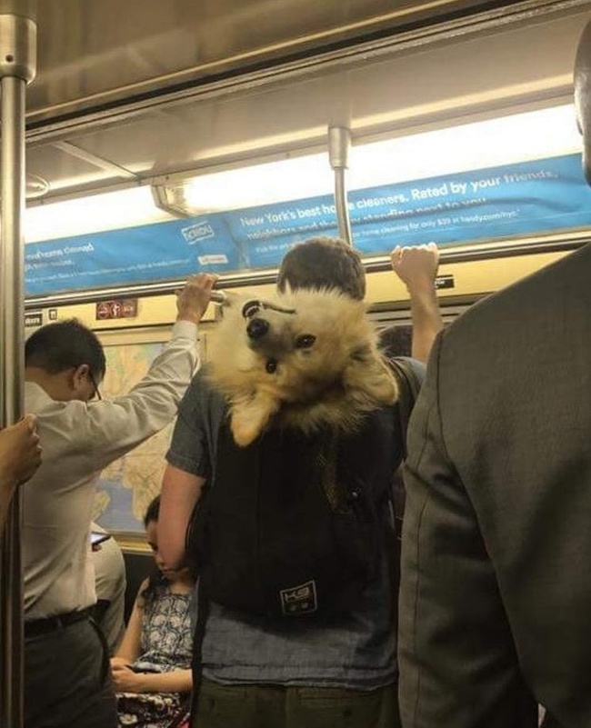 21 surprising things found on the subway