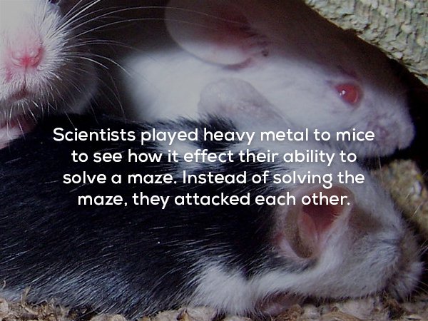 wtf facts - pet mice - Scientists played heavy metal to mice to see how it effect their ability to solve a maze. Instead of solving the maze, they attacked each other.