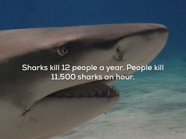 wtf facts - tiger shark - Sharks kill 12 people a year. People kill 11,500 sharks an hour.