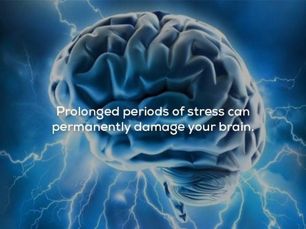 wtf facts - positive brain - Prolonged periods of stress can permanently damage your brain.