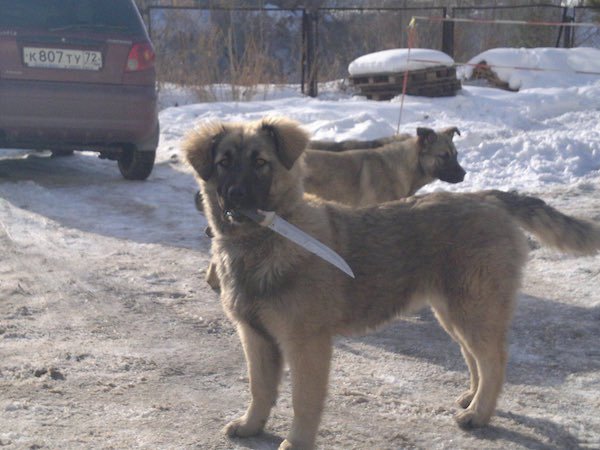 russia dog knife