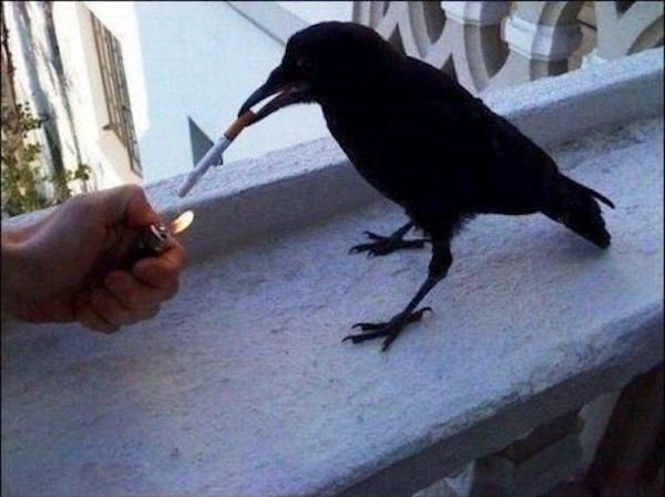 russia funny crow