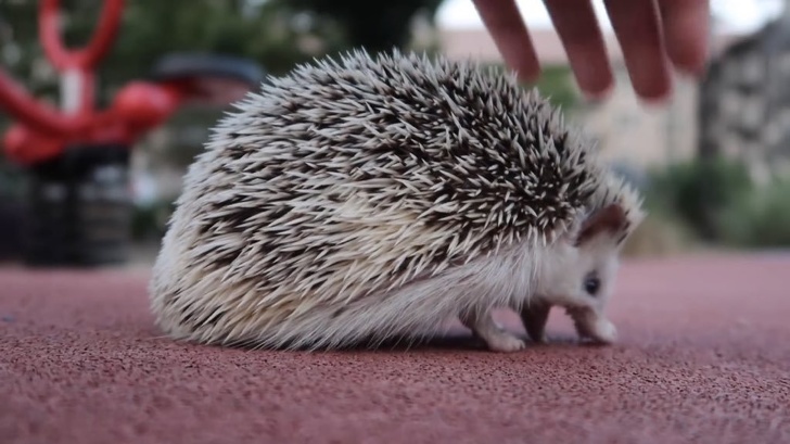 A hedgehog screaming at the ground