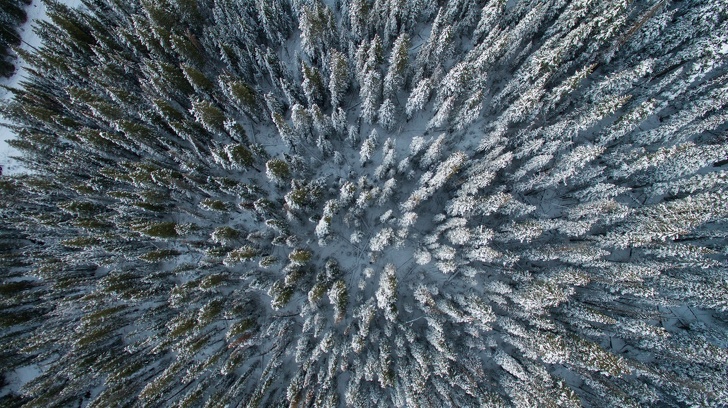 An aerial shot of a snow-capped forest.