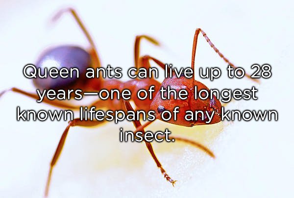 20 awesome facts for your day