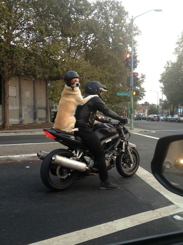 dog motorcycle backpack