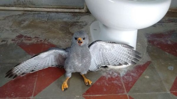 “My Employee Forgot To Close The Bathroom Window Last Night. I Think It’s A Baby Hawk.”