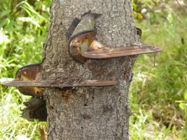 “My Grandpa Hung His Skates On A Small Tree When He Was Younger. He Forgot He Had Left Them There And Found Them Years Later.”