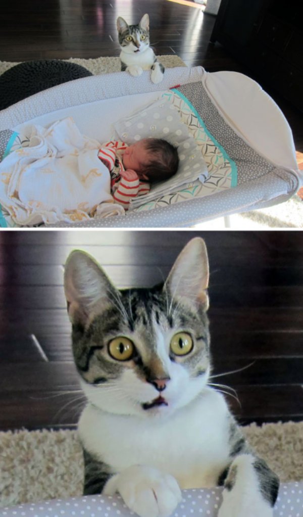 “We Forgot To Tell Our Cat That We Had A Baby”
