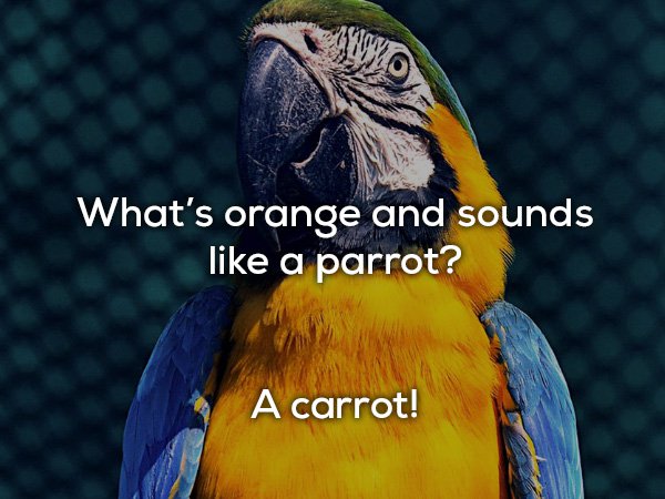 dad jokes - Bird - What's orange and sounds a parrot? A carrot!