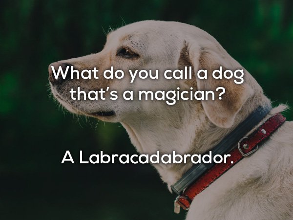 dad jokes - horrible dad jokes - What do you call a dog that's a magician? A Labracadabrador.