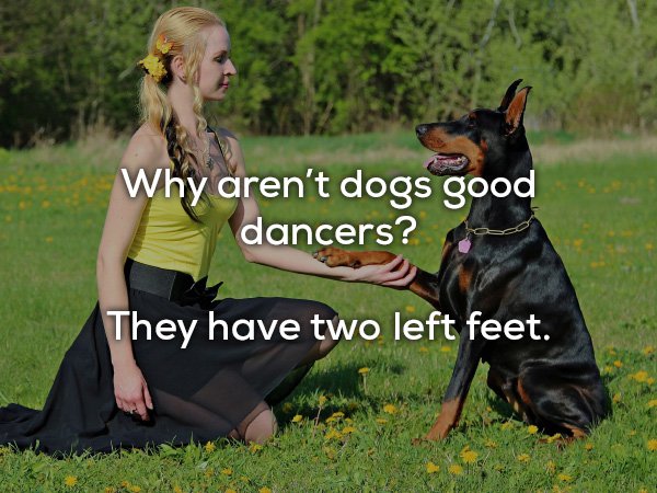 dad jokes - Dog - Why aren't dogs good dancers? They have two left feet.