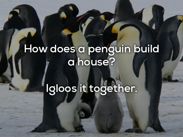 dad jokes - How does a penguin build a house? Igloos it together
