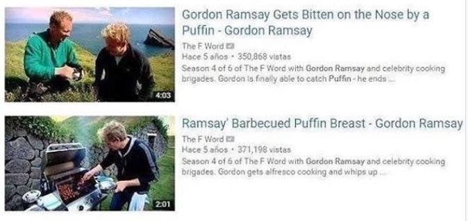 gordon ramsay memes - Gordon Ramsay Gets Bitten on the Nose by a Puffin Gordon Ramsay The F Word Hace aos. 350,868 vistas Season 4 of 6 of The F Word with Gordon Ramsay and celebrity cooking brigades. Gordon is finally able to catch Puffinhe ends Ramsay B