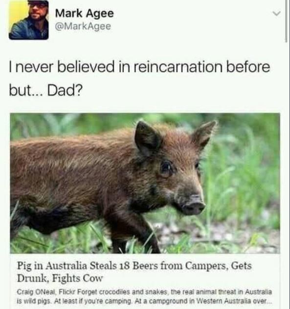 pig steals beer fights cow - Mark Agee I never believed in reincarnation before but... Dad? Pig in Australia Steals 18 Beers from Campers, Gets Drunk, Fights Cow Cralo ONeal Flickr Forget crocodiles and snakes the real animal threat in Australia is wild p