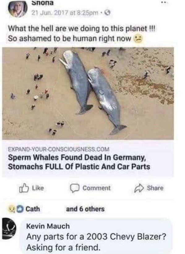 thought on news - Snona at pm. 3 What the hell are we doing to this planet !!! So ashamed to be human right now ExpandYourConsciousness.Com Sperm Whales Found Dead In Germany, Stomachs Full Of Plastic And Car Parts Comment Cath and 6 others Lo Kevin Mauch