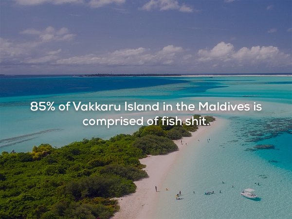 best time to visit maldives - 85% of Vakkaru Island in the Maldives is comprised of fish shit.