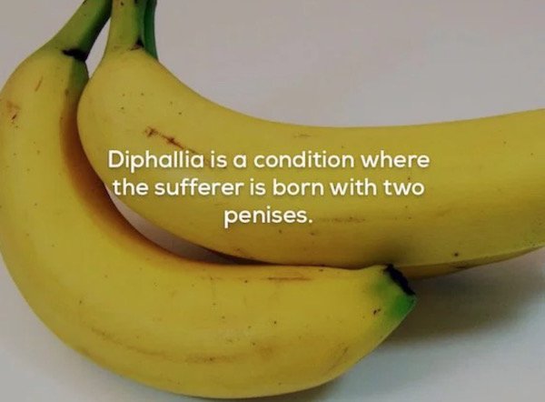 cooking plantain - Diphallia is a condition where the sufferer is born with two penises.
