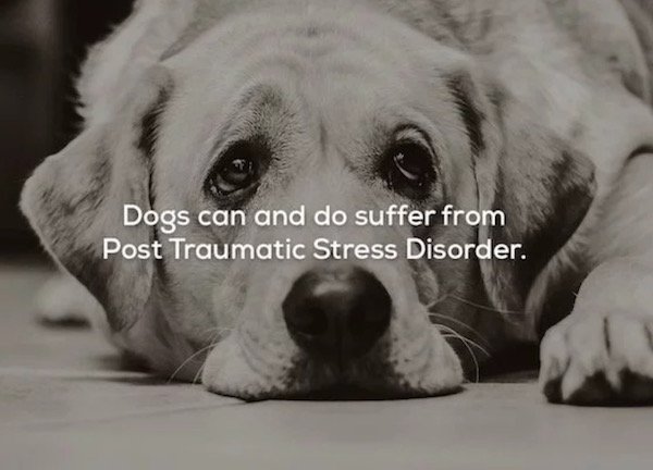 Dogs can and do suffer from Post Traumatic Stress Disorder.