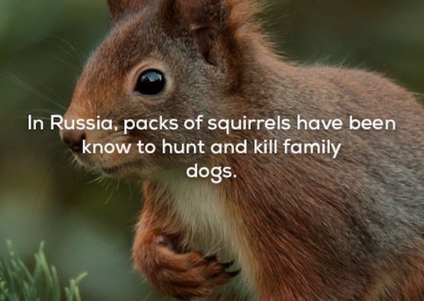 In Russia, packs of squirrels have been know to hunt and kill family dogs.