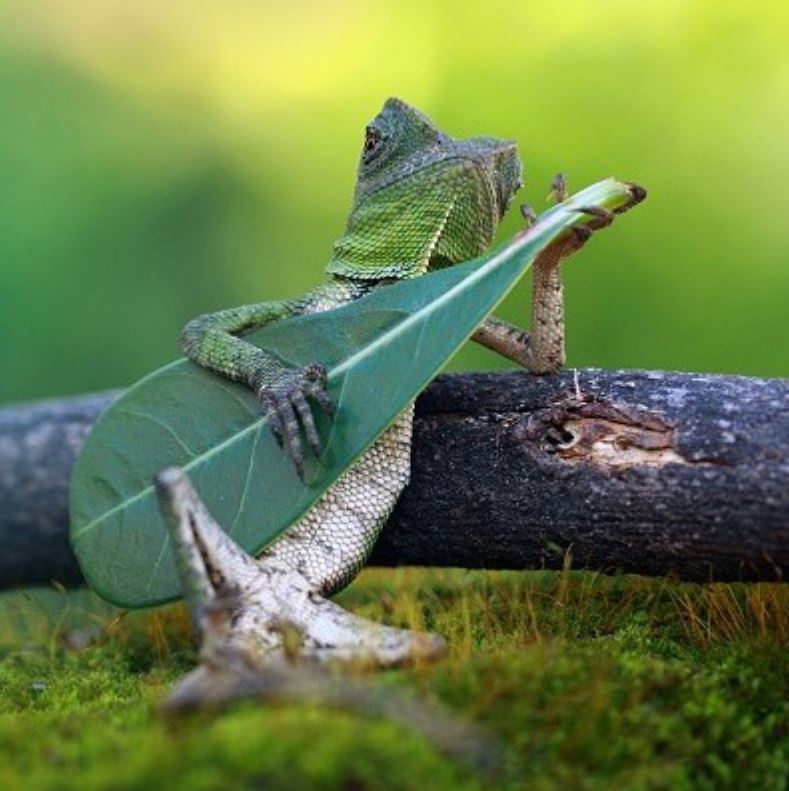A lizard has a song for you.
