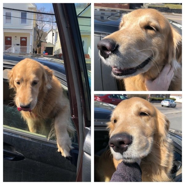 When a good boy suddenly comes up to you, demands to be pet, and gives you a lot of love