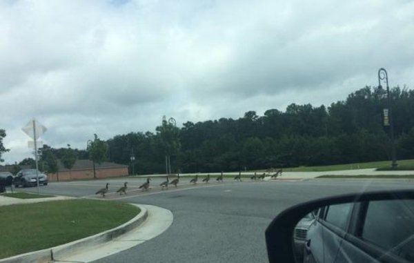 Extremely polite and well-mannered geese.