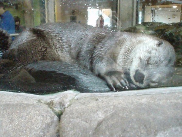 Just a cute otter sleeping on its tail